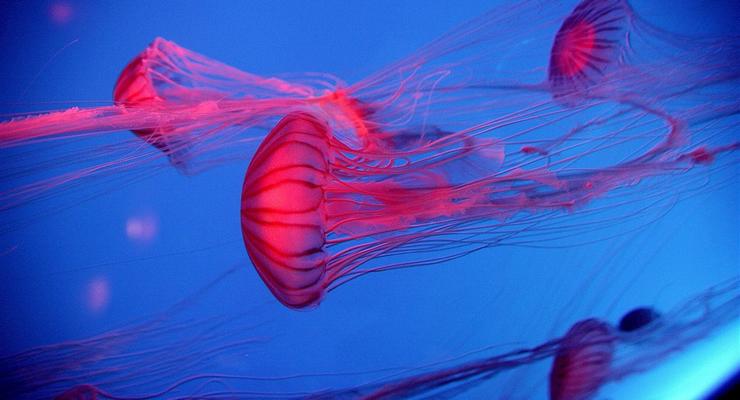 Возле берегов Антарктиды зафиксирована впечатляющая 10-метровая медуза