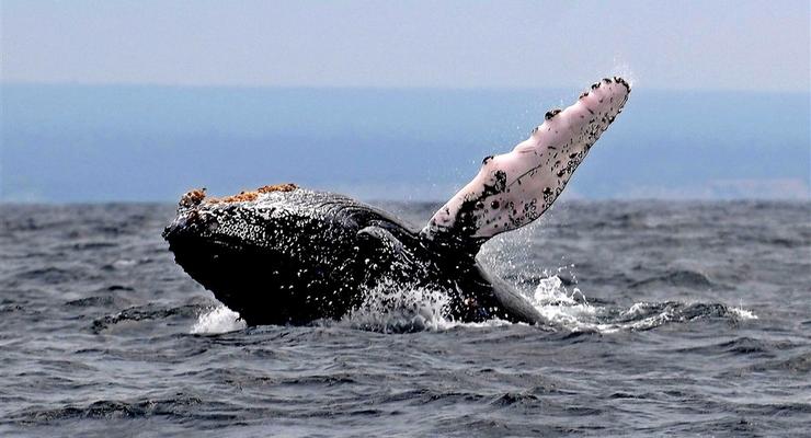 Украинские полярники показали чарующие фото китов с дрона