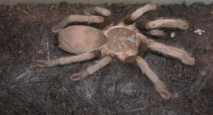 Ученые обнаружили новый вид огромных пауков: фото гигантов