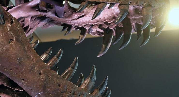 В Швейцарии продают огромный скелет тиранозавра рекса