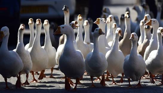 Ученые рассказали, почему нас пугают гуси