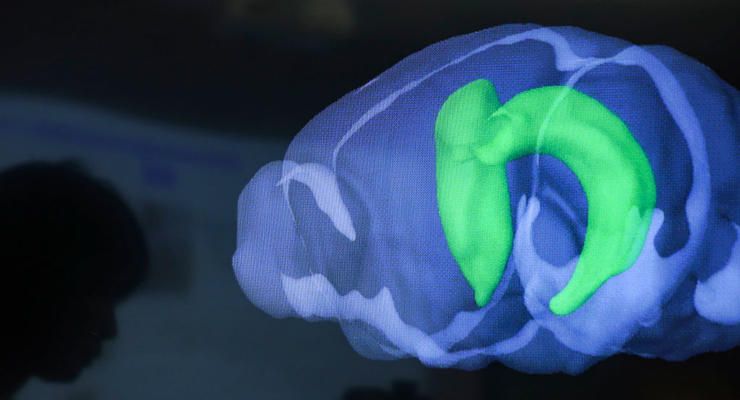 Ученые раскрыли, где наш мозг хранит воспоминания