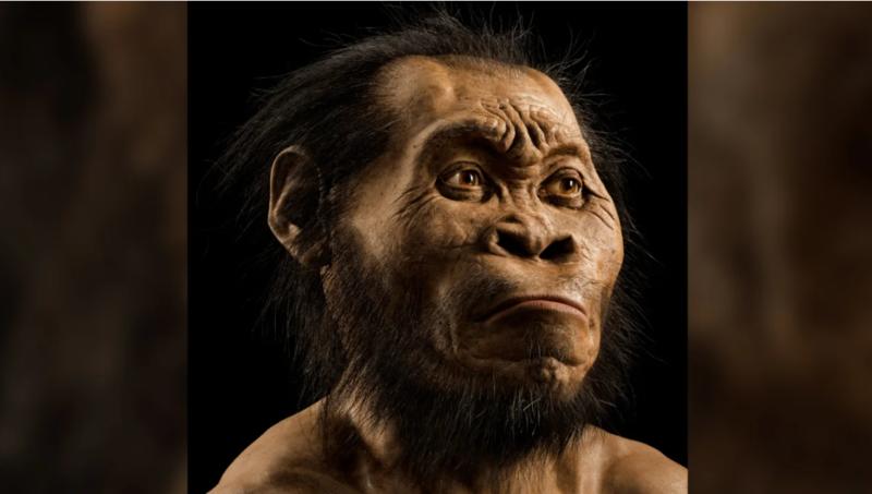 Homo naledi - фото Mark Thiessen/National Geographic