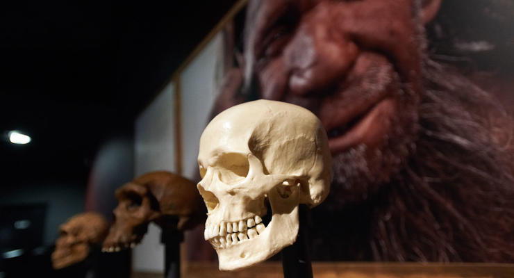 Неандертальцы были каннибалами: найдено новое доказательство