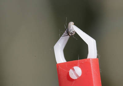 Голодные клещи используют трюк для приземления на людей