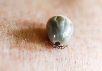 Воспаление, паралич и смерть: почему стоит бояться иксодовых клещей