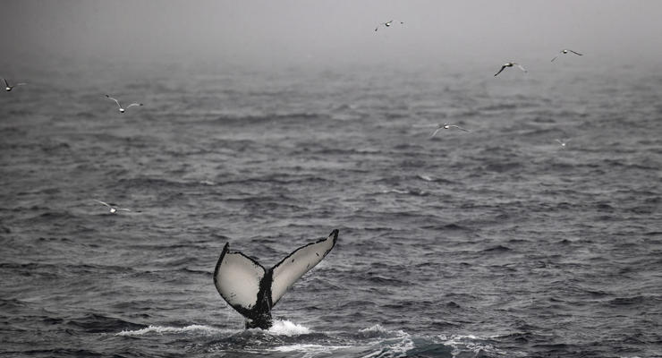 Стоит 500 тыс евро: в желудке мертвого кита нашли "плавающее золото"