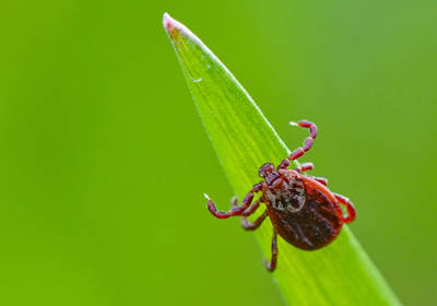 Слюна клеща спасает от артрита и сердечных болезней