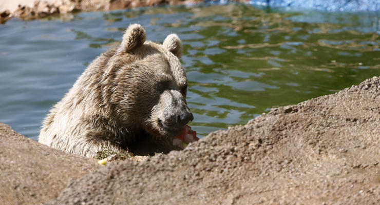 Медведь украл камеру GoPro и стал звездой YouTube