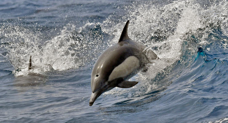 В Шотландии мужчина копал бассейн и нашел кости доисторического дельфина