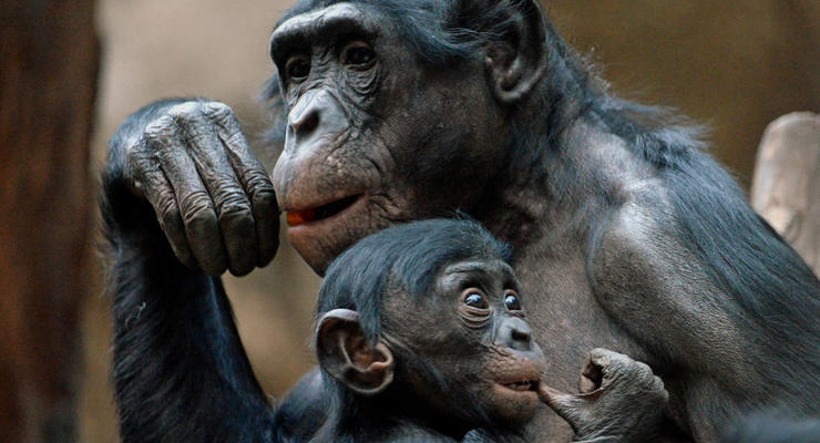 Блогер научил шимпанзе играть в Minecraft: трогательное видео