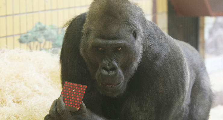 Любит блондинок и фрукты: единственной в Украине горилле Тони исполнилось 49 лет