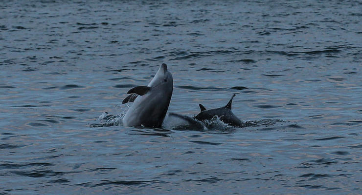 Оккупанты убили более 900 дельфинов в Черном море
