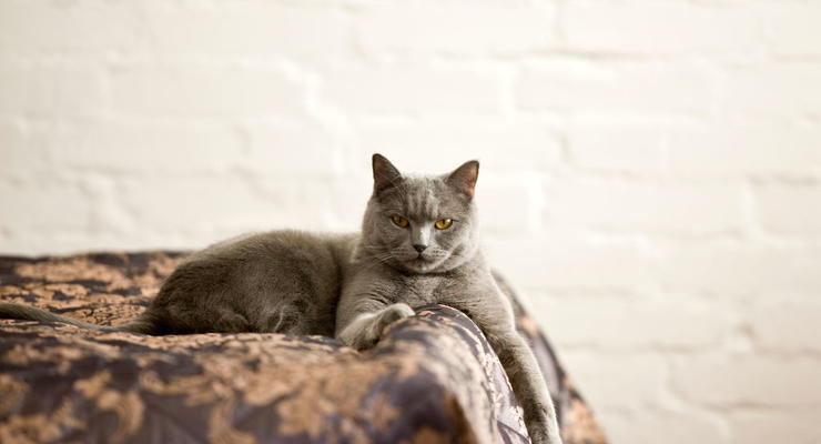 Ветеринар раскрыл, почему коты любят нас будить
