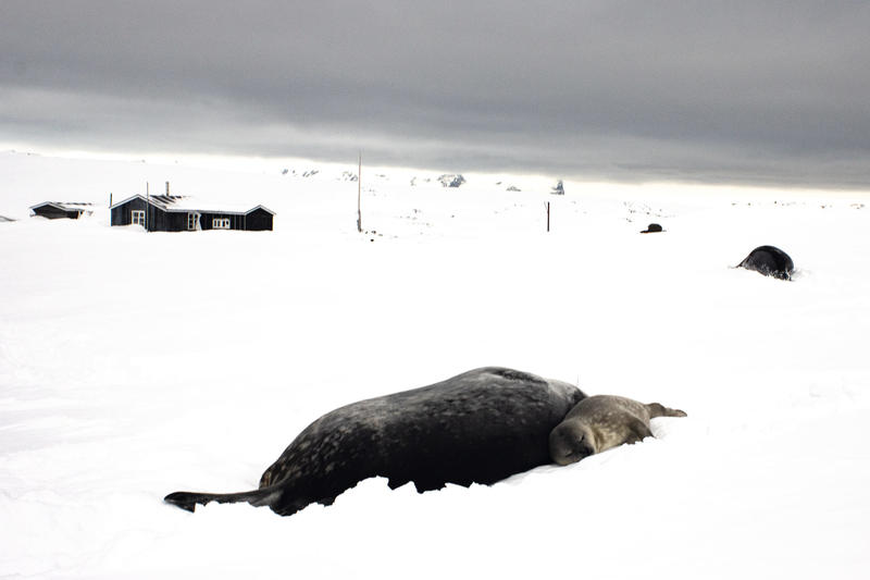 Фото - Національний антарктичний науковий центр