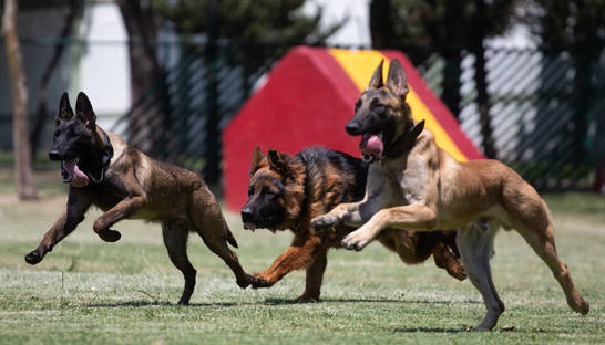 Ученые собираются продлить жизнь некоторым собакам