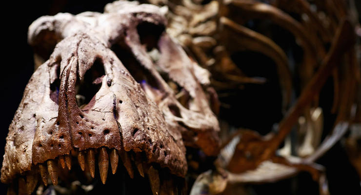 Ученые обнаружили последнее меню тиранозавра