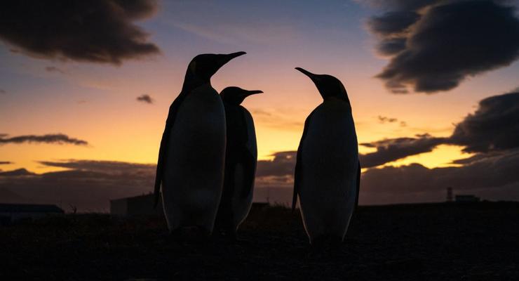 Це дуже мило: українські полярники дали перші фото субантарктичних пінгвінят