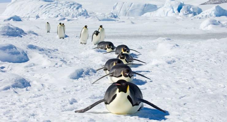 Готовьте мимиметр: украинские полярники показали съезд пингвина на животе