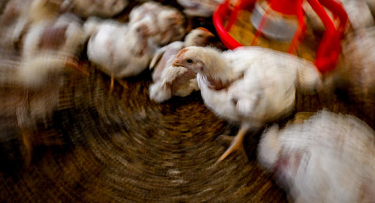 Рекордсменка по возрасту: умерла самая старая курица в мире