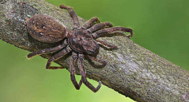 Найден паук, укус которого убивает людей за 15 минут