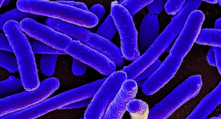 Вспышки неизвестных болезней: в мире обнаружены новые виды бактерий