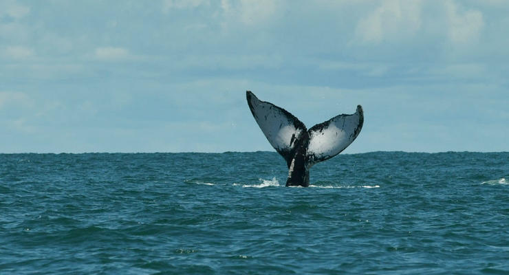 Неймовірне видовище: кити зробили спіраль Фібоначчі в океані