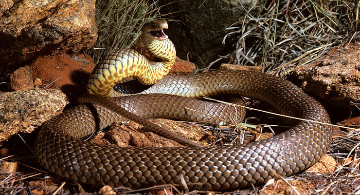 Одна з найотруйніших у світі: дівчину вкусила рідкісна змія