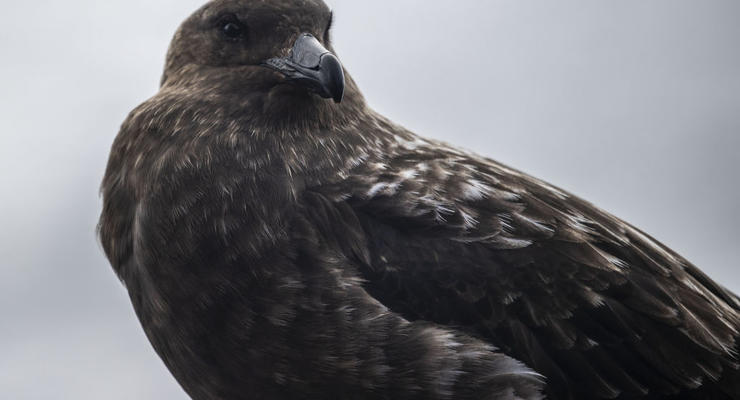 Не бояться нікого: українці розповіли про птахів, які б'ють крилами по голові