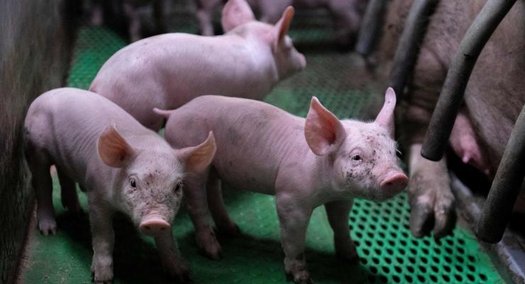 Можуть допомогти людям: у світі з'явилися перші геномодифіковані свині