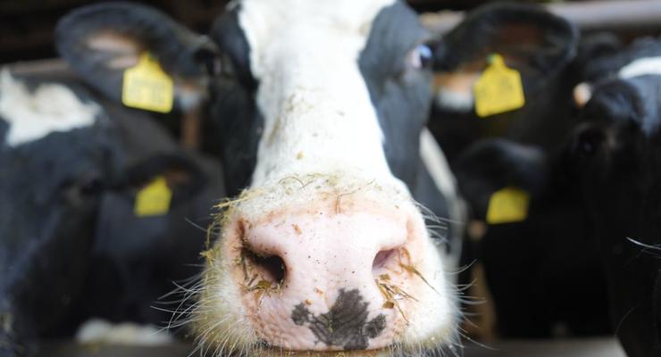 Допоможуть корови-ГМО: з'явився новий спосіб видобутку інсуліну