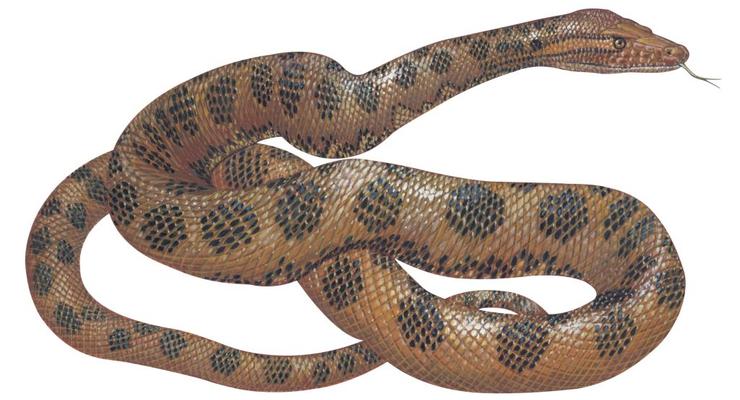 Найбільшу змію у світі застрелили мисливці