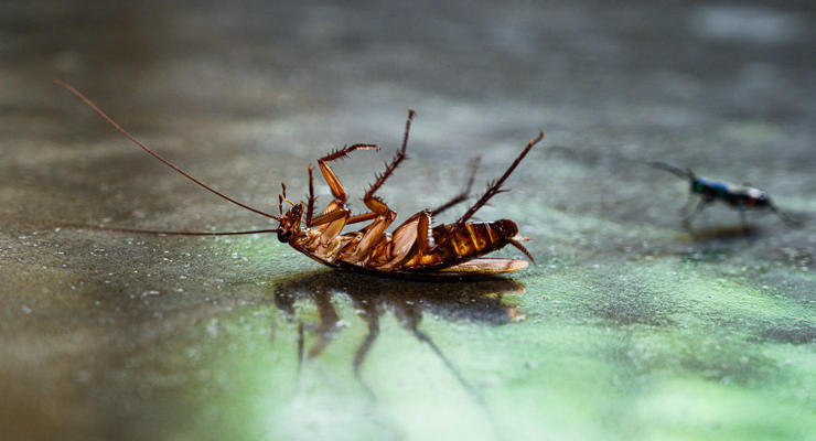 В половом органе женщины нашли мертвого таракана