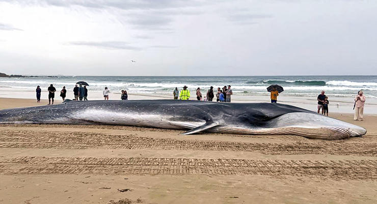 28 погибли: в Австралии берег заполонили 160 китов