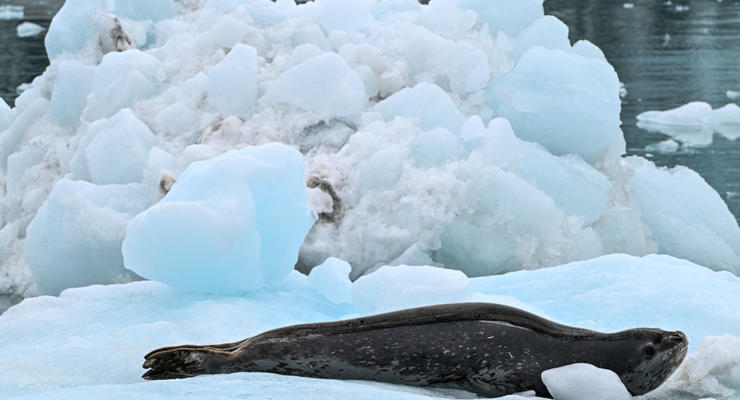 Українці показали, як на крижині "засмагав" один із хижаків Антарктиди