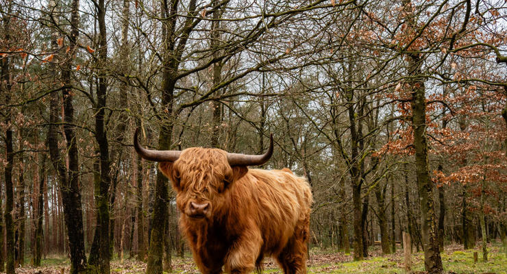 Невероятная красотка: в Ровенском зоопарке появился теленок экзоической породы