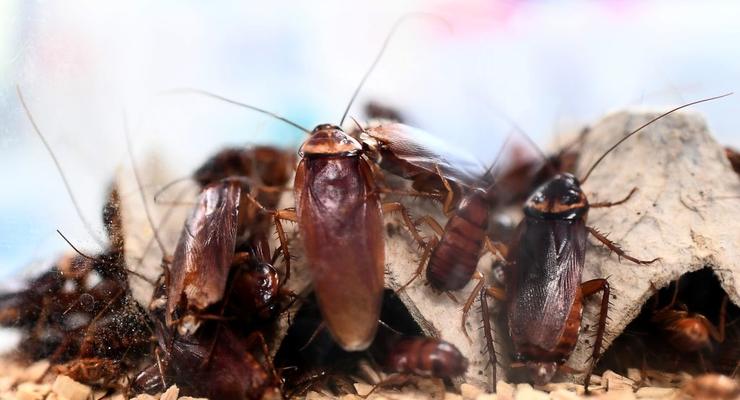 Усатый вредитель: ученые рассказали, как тараканы распространились по миру