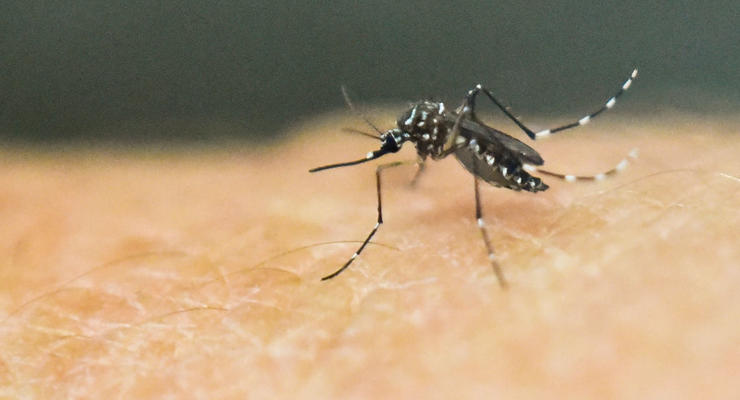 Это добровольно: мужчину кусают полчища комаров ежедневно