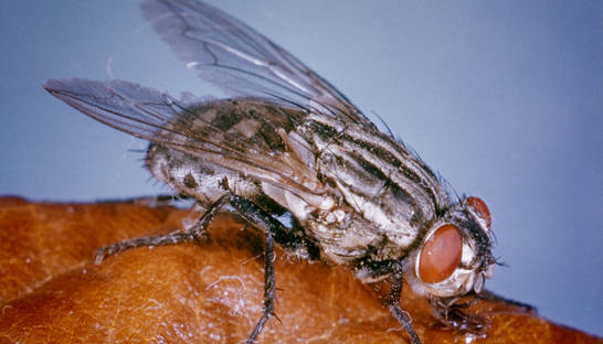 Мужчина лишился глаза из-за мухи