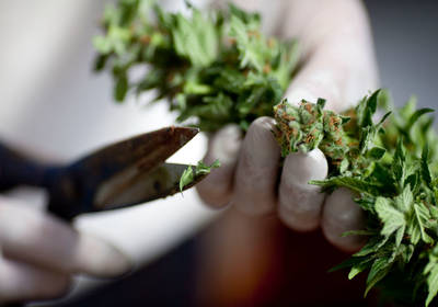 В Украине появилась первая аптека, которая будет продавать лекарства на основе каннабиса