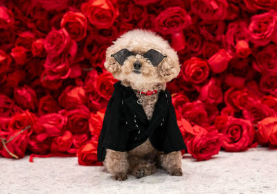 Любовь к животным может уменьшить когнитивное старение